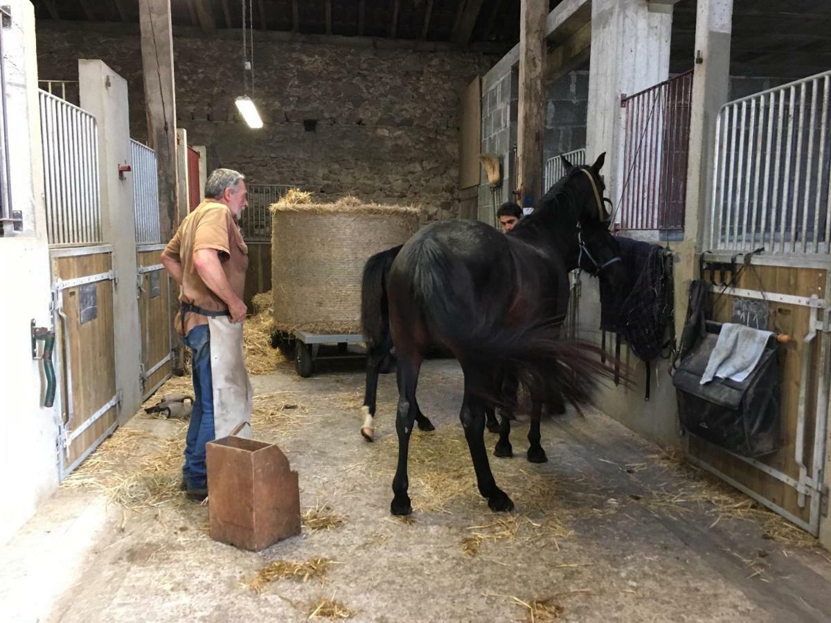 Ferme Gite Equestre En Charente Confolens Luaran gambar